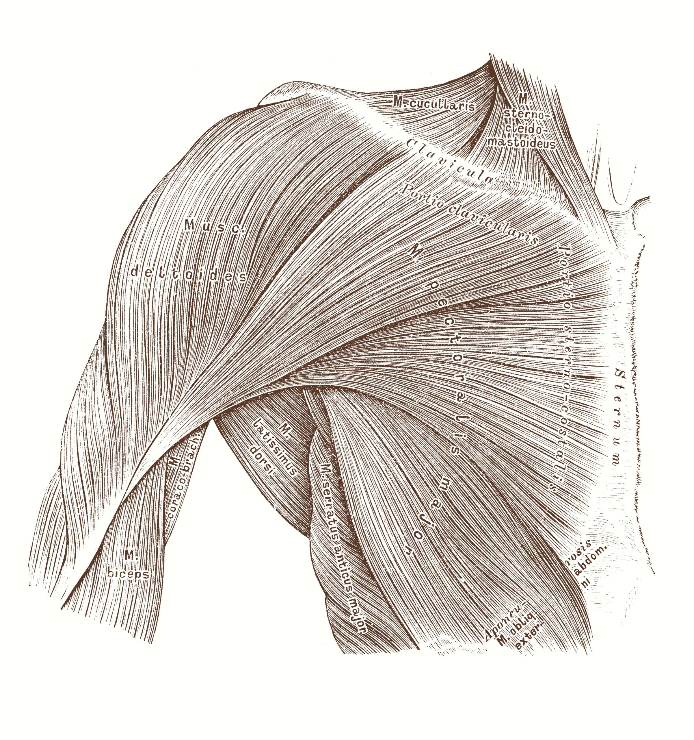 Massage Charlotte Soigne