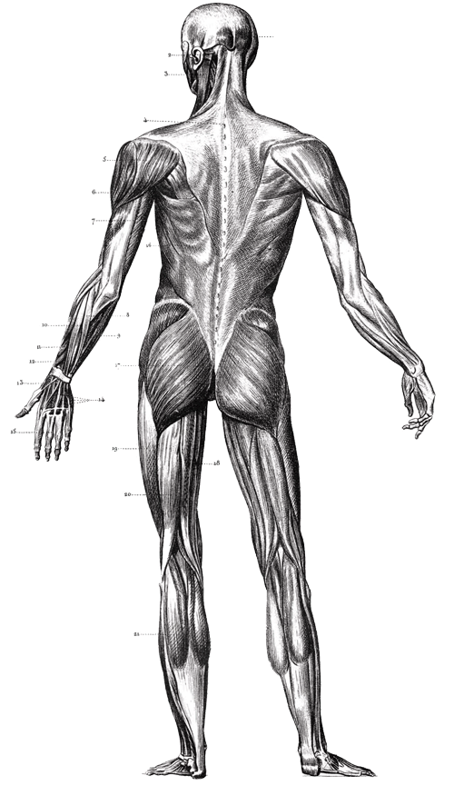 Corps humain Charlotte Soigne